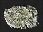 WOOC1237 Wind Rock Mold